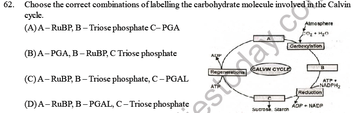 NEET Biology Photosynthesis MCQs Set B-