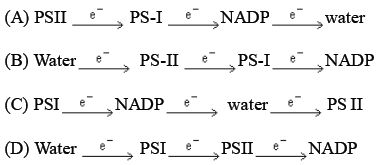 NEET Biology Photosynthesis MCQs Set B-1