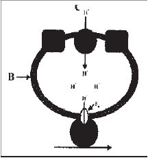 NEET Biology Photosynthesis MCQs Set B-3