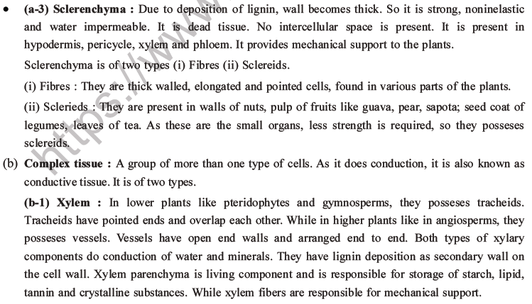 NEET Biology Plant Anatomy Plant Tissues MCQs Set A-