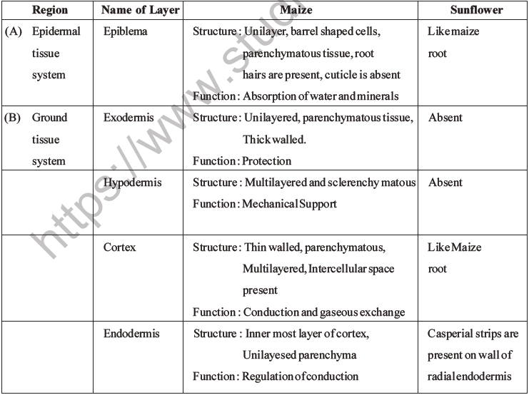 NEET Biology Plant Anatomy Plant Tissues MCQs Set A-12