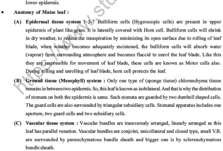 NEET Biology Plant Anatomy Plant Tissues MCQs Set A-20