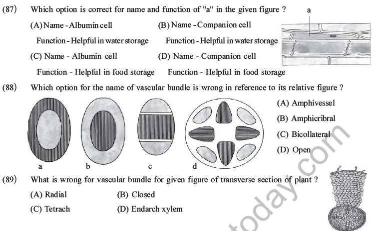 NEET Biology Plant Anatomy Plant Tissues MCQs Set A-27