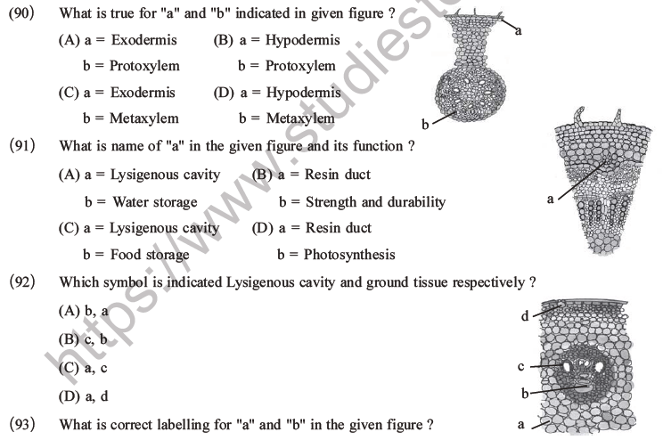 NEET Biology Plant Anatomy Plant Tissues MCQs Set A-28