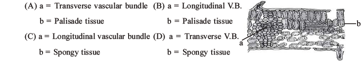 NEET Biology Plant Anatomy Plant Tissues MCQs Set A-29