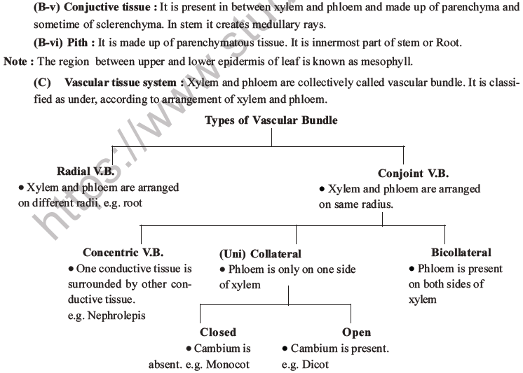 NEET Biology Plant Anatomy Plant Tissues MCQs Set A-8