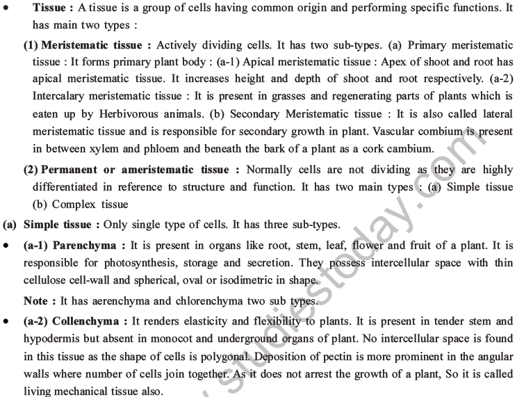 NEET Biology Plant Anatomy Plant Tissues MCQs Set A