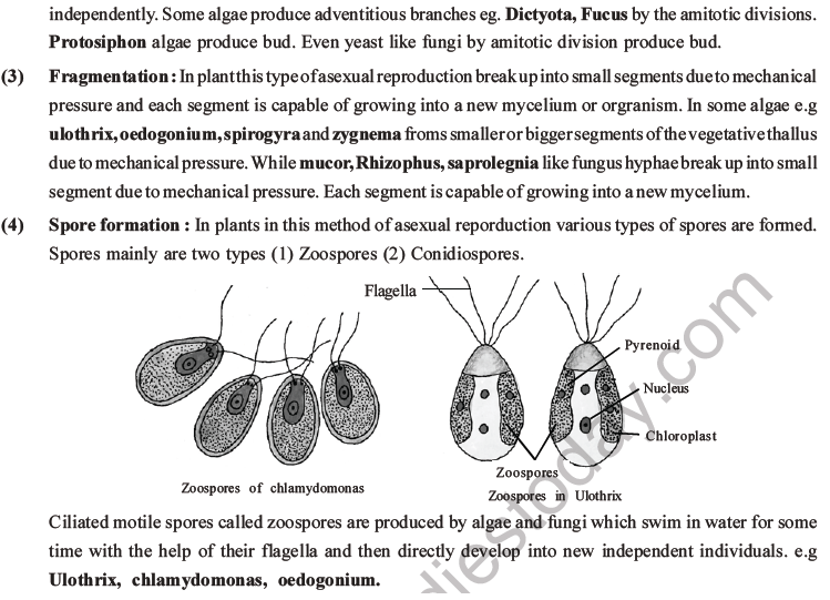 NEET Biology Reproduction in Organisms MCQs Set A-13