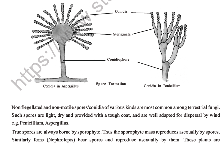 NEET Biology Reproduction in Organisms MCQs Set A-14