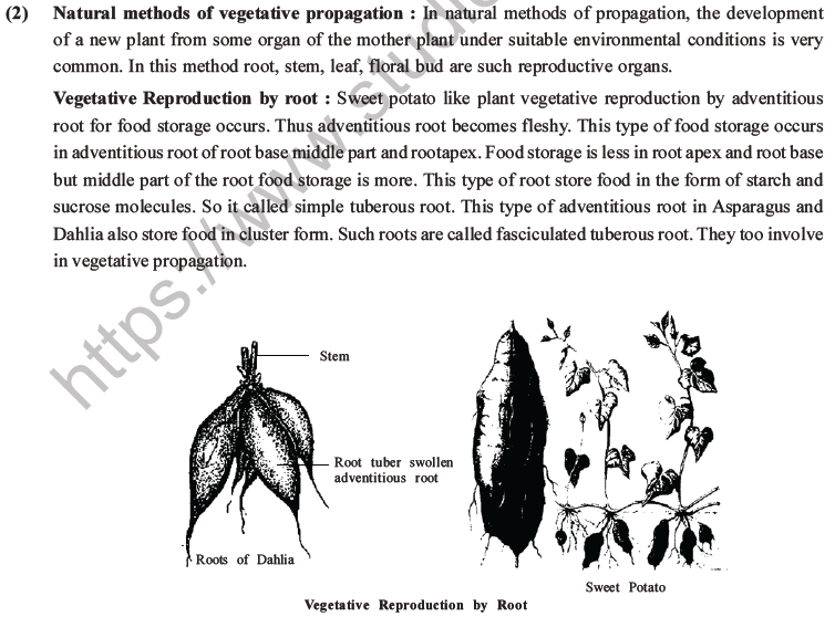 NEET Biology Reproduction in Organisms MCQs Set A-20