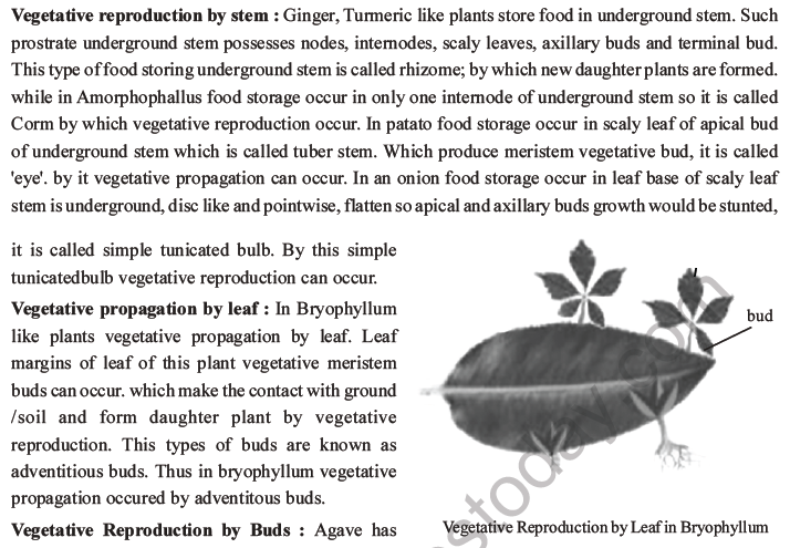 NEET Biology Reproduction in Organisms MCQs Set A-21