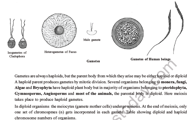 NEET Biology Reproduction in Organisms MCQs Set A-31