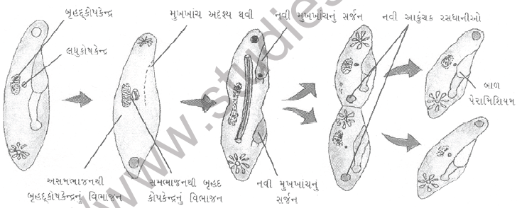 NEET Biology Reproduction in Organisms MCQs Set B-6