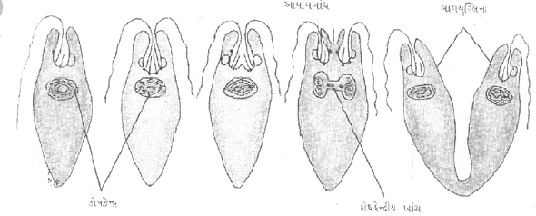 NEET Biology Reproduction in Organisms MCQs Set B-7