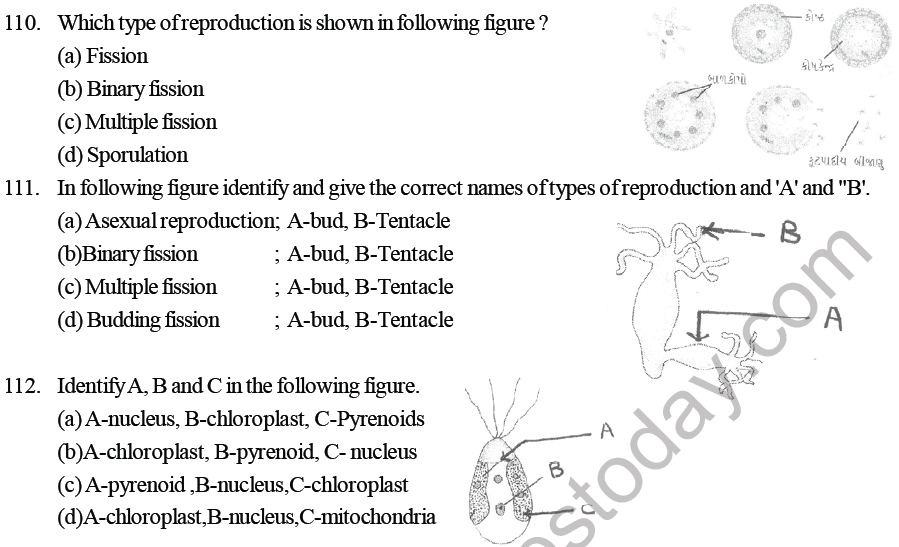 NEET Biology Reproduction in Organisms MCQs Set B-8