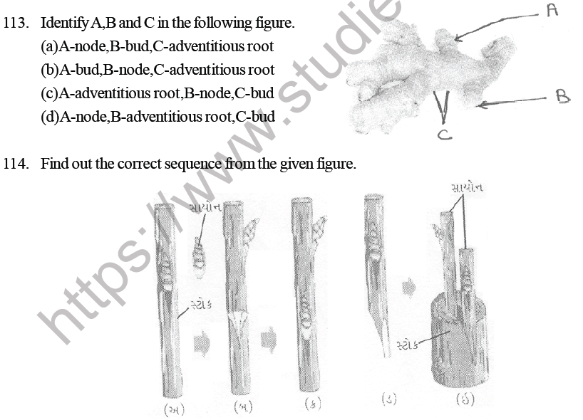 NEET Biology Reproduction in Organisms MCQs Set B-9