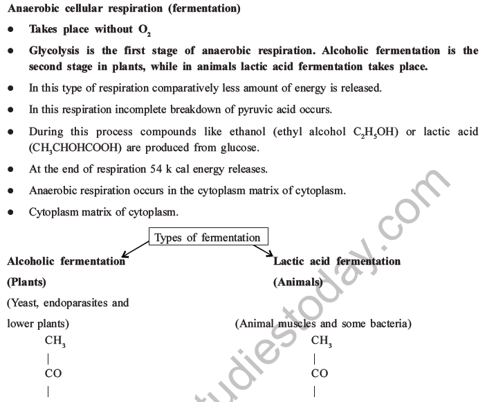 NEET Biology Respiration MCQs Set A-13
