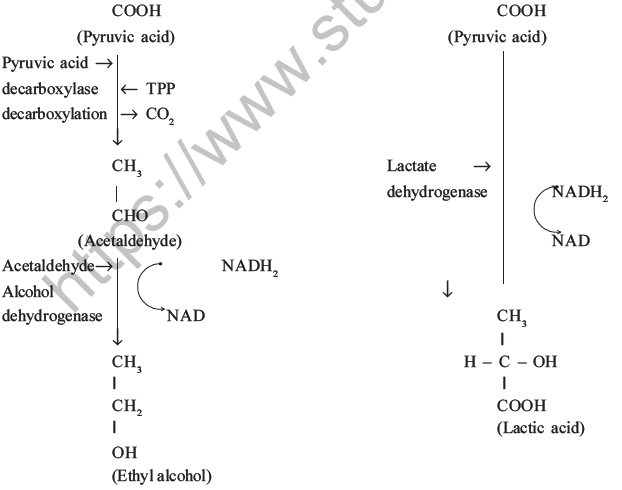 NEET Biology Respiration MCQs Set A-14