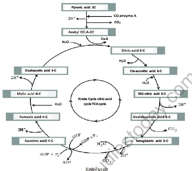 NEET Biology Respiration MCQs Set A-23