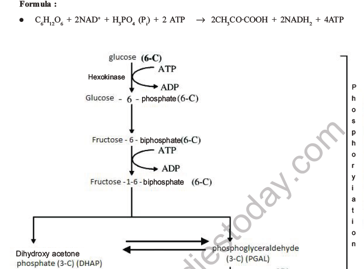 NEET Biology Respiration MCQs Set A-3