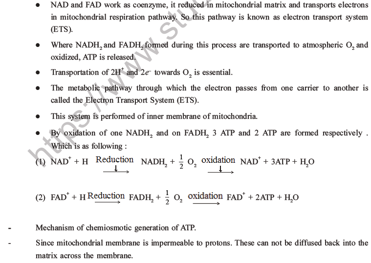 NEET Biology Respiration MCQs Set A-32