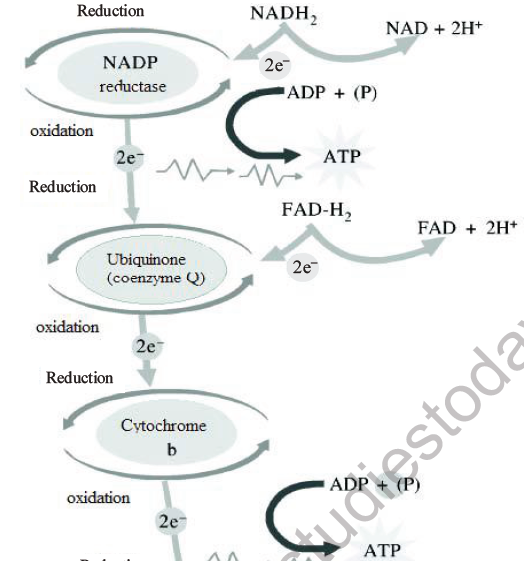 NEET Biology Respiration MCQs Set A-33