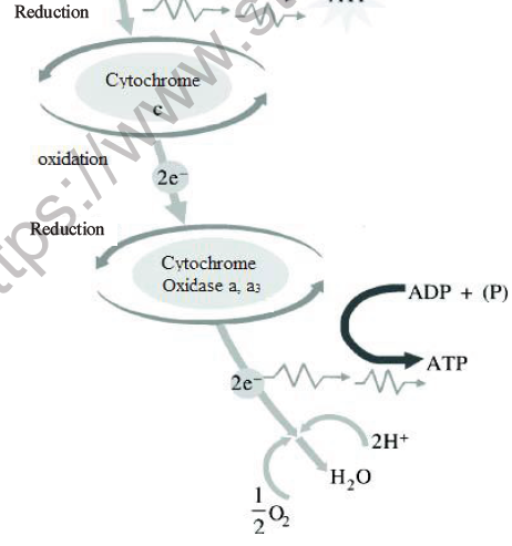 NEET Biology Respiration MCQs Set A-34