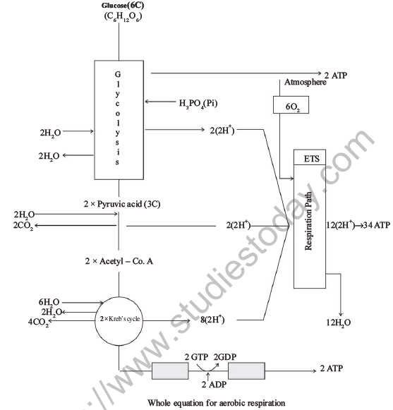 NEET Biology Respiration MCQs Set A-35