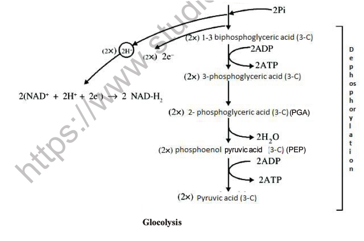 NEET Biology Respiration MCQs Set A-4