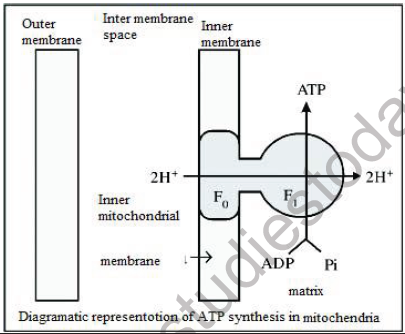 NEET Biology Respiration MCQs Set A-43