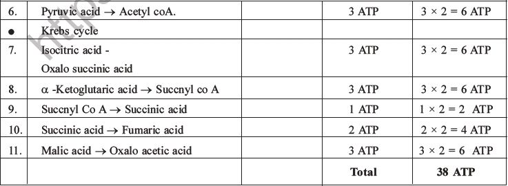 NEET Biology Respiration MCQs Set A-47