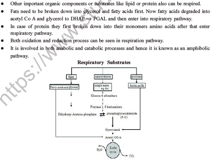 NEET Biology Respiration MCQs Set A-49