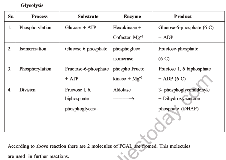 NEET Biology Respiration MCQs Set A-5