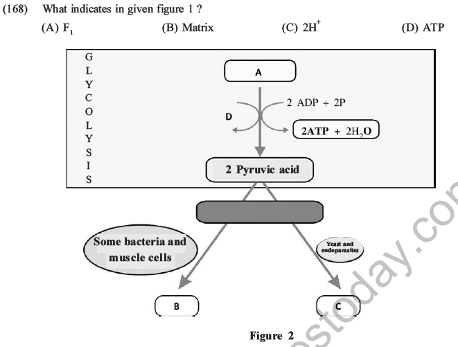 NEET Biology Respiration MCQs Set A-56