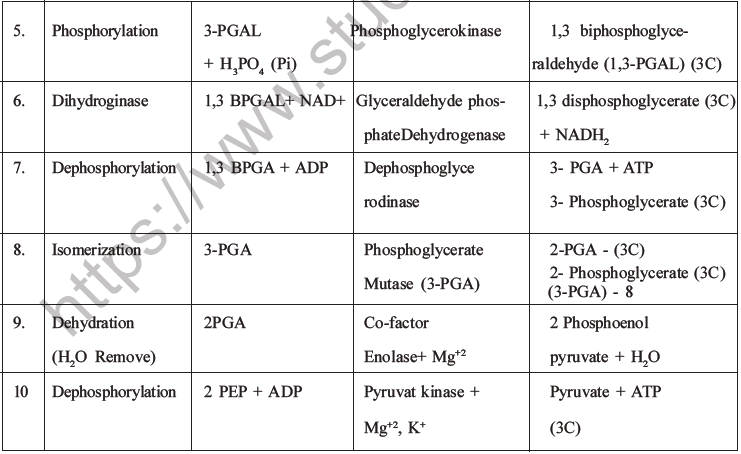 NEET Biology Respiration MCQs Set A-6