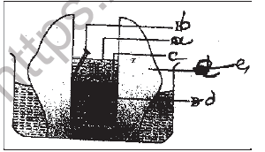 NEET Biology Transport in Plants MCQs Set B