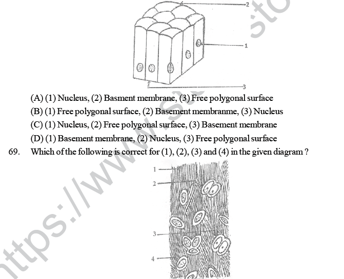 NEET UG Biology Animal Tissue MCQs-1