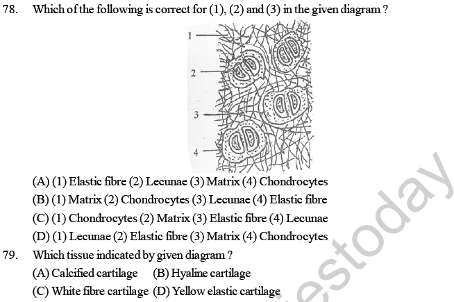 NEET UG Biology Animal Tissue MCQs, Multiple Choice Questions