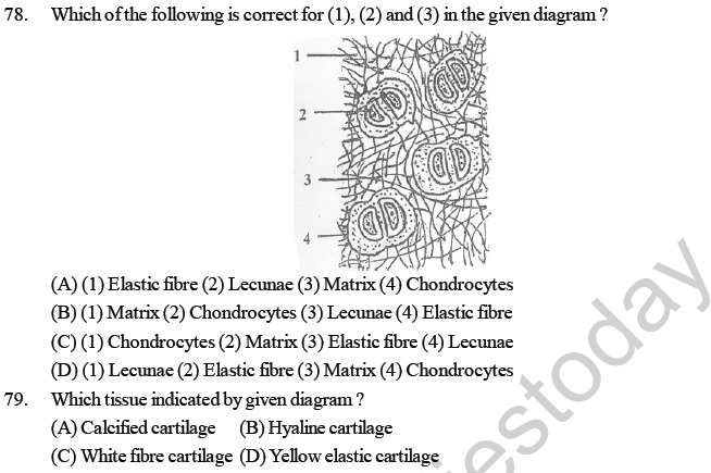 NEET UG Biology Animal Tissue MCQs-10