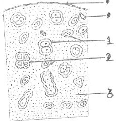 NEET UG Biology Animal Tissue MCQs-2