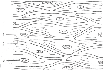 NEET UG Biology Animal Tissue MCQs-3