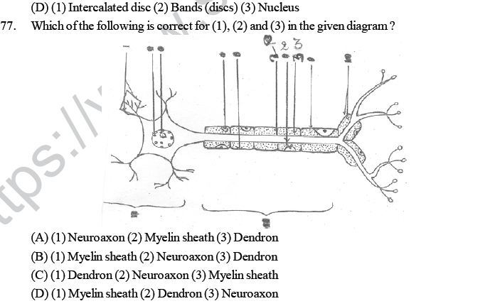 NEET UG Biology Animal Tissue MCQs-6