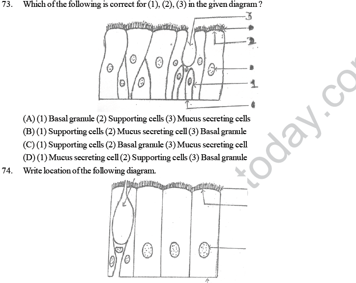 NEET UG Biology Animal Tissue MCQs, Multiple Choice Questions