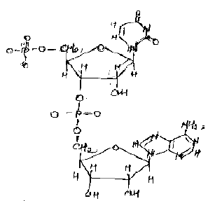 NEET UG Biology Biomolecules 2 MCQs-13