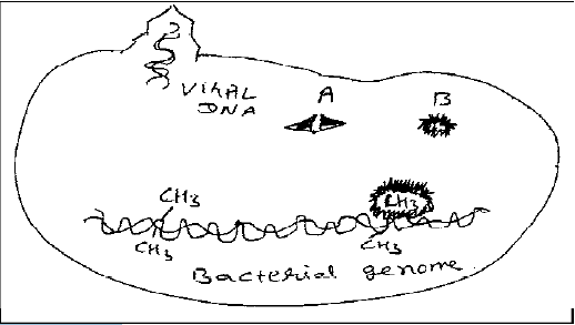 NEET UG Biology Biotechnology Principles and processes MCQs-
