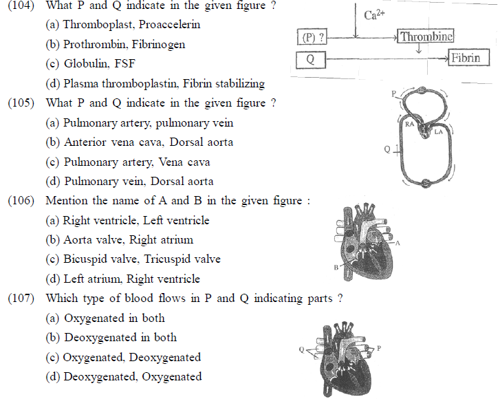 NEET UG Biology Body Fluids and Circulation MCQs-2