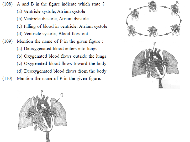 NEET UG Biology Body Fluids and Circulation MCQs-3