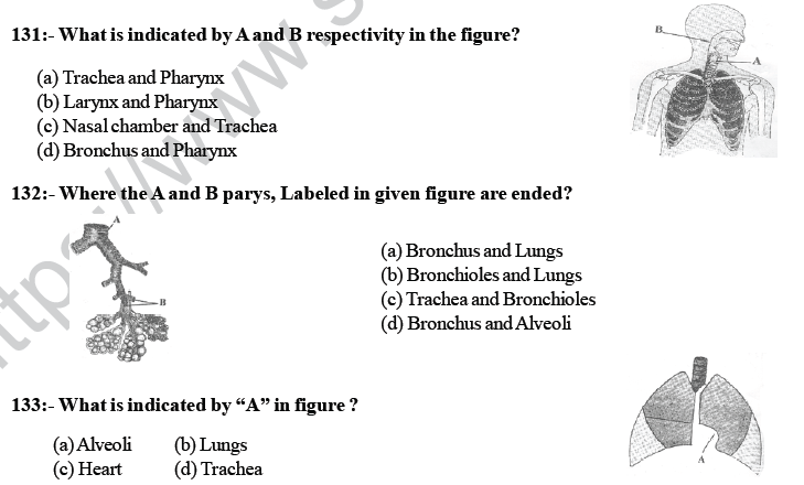NEET UG Biology Breathing and Exchange of Gases MCQs-3