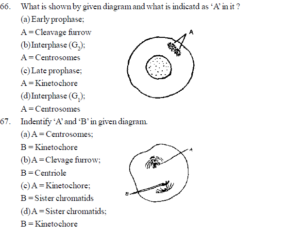 NEET UG Biology Cell Cycle and Cell Divisions MCQs-2