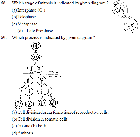 NEET UG Biology Cell Cycle and Cell Divisions MCQs-3